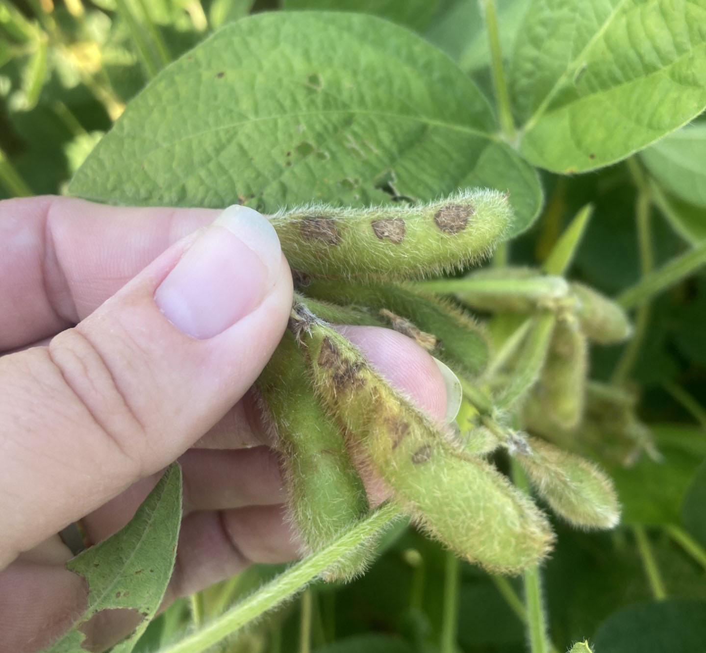 Soybean pods with stink bug damage. The pods have brown spots.